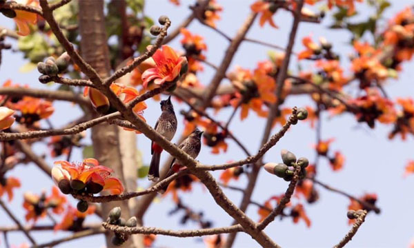বসন্তে রঙে রঙিন মেরিন ড্রাইভ
