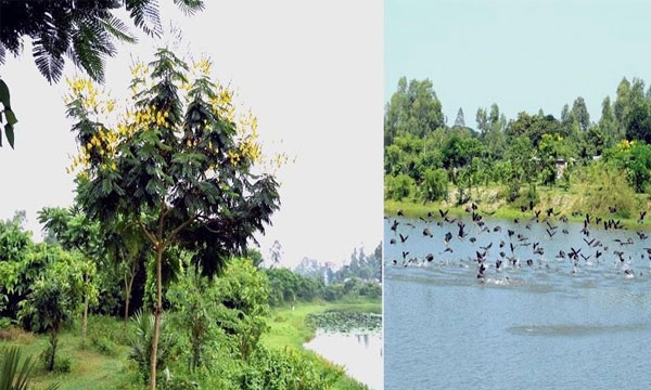 অতিথি পাখির কলকাকলিতে মুখর রংপুরের বিল