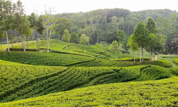 ঈদে পর্যটকের অপেক্ষায় মৌলভীবাজার, আগাম বুকিং ১০ শতাংশ