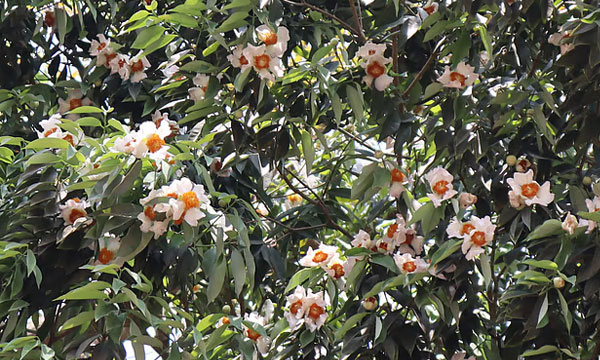 মৌলভীবাজারে ফুটেছে নাগেশ্বর ফুলের মেলা