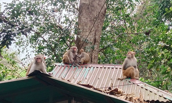 লাউয়াছড়ায় পর্যটকের অপেক্ষায় বানর