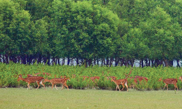 বেড়িয়ে আসুন হাতিয়া দ্বীপ