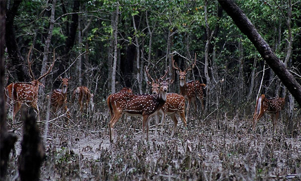 টানা ছুটিতে জমজমাট সুন্দরবন