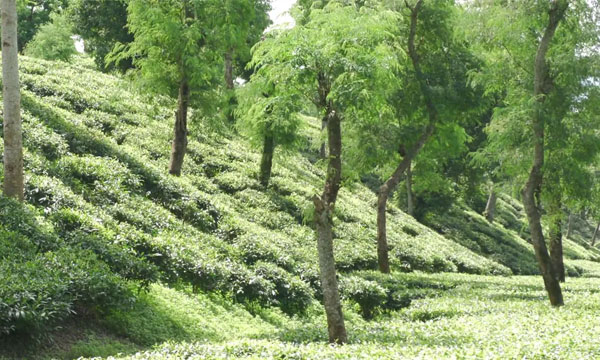 লোডশেডিংয়ে পর্যটক হারাচ্ছে শ্রীমঙ্গল