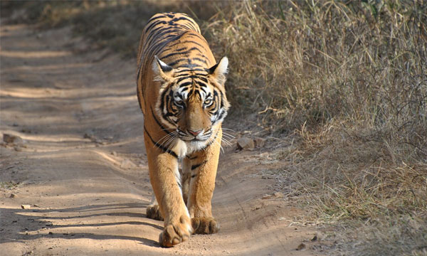 নো সেলফি, নো ফোন: প্রাণীর অভয়ারণ্যে সীমিত হচ্ছে ভ্রমণ সুযোগ