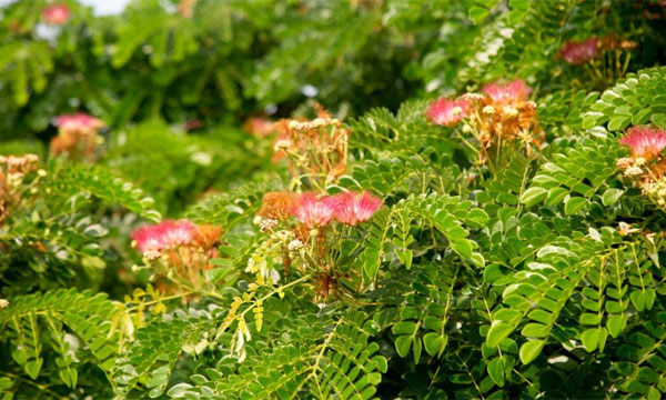 শিরীষ ফুলে দৃষ্টিনন্দন কক্সবাজার সড়ক
