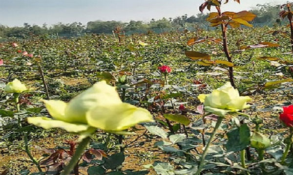 সম্ভাবনাময় কৃষি পর্যটনে বদলে যেতে পারে শেরপুর