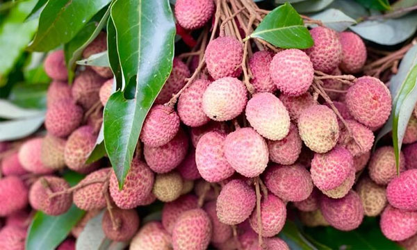 বাজারে উঠতে শুরু করেছে রসালো লিচু