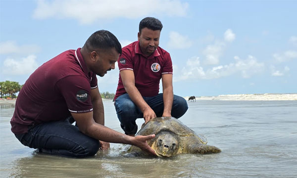 কুয়াকাটা সৈকতে জীবিত অলিভ রিডলি কচ্ছপ উদ্ধার