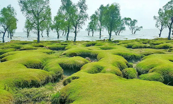 গুলিয়াখালী সৈকতে নিখোঁজ পর্যটকের মরদেহ উদ্ধার