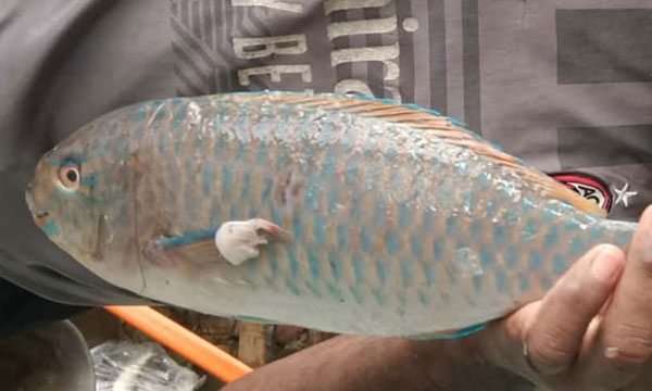 জেলের জালে বিরল ‘প্যারটফিশ’