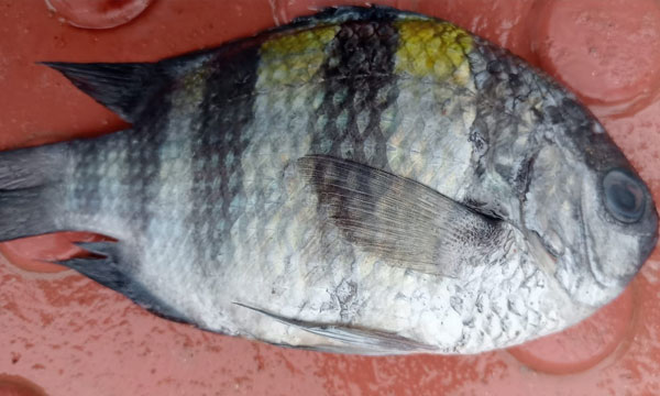 মাছের নাম ‘সার্জেন্ট মেজর’