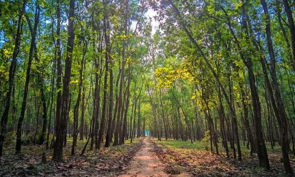 সবুজের টানে ঘুরে আসুন রংপুরের মিঠাপুকুর ইকো পার্ক