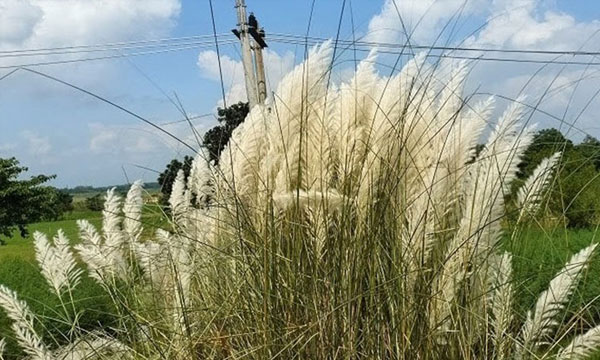কমলগঞ্জে শরতের কাশফুলে মুগ্ধ পর্যটকরা