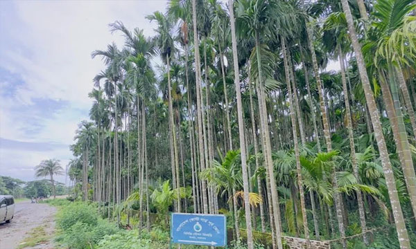 মেরিন ড্রাইভের সৌন্দর্যে নতুন মাত্রা আকাশছোঁয়া সুপারি গাছ