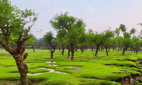 বরগুনার যে চরে জোয়ার-ভাটায় বদলে যায় দৃশ্য