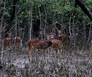 টানা ছুটিতে জমজমাট সুন্দরবন