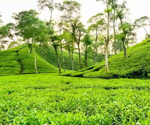 ঈদে ভিড় থাকলেও আয় বাড়েনি মৌলভীবাজারে