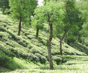 লোডশেডিংয়ে পর্যটক হারাচ্ছে শ্রীমঙ্গল