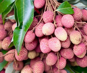 বাজারে উঠতে শুরু করেছে রসালো লিচু