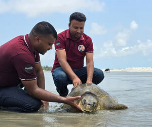 কুয়াকাটা সৈকতে জীবিত অলিভ রিডলি কচ্ছপ উদ্ধার
