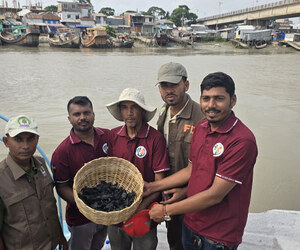 ১৬৩টি কচ্ছপের বাচ্চা মিললো কুয়াকাটা সৈকতে, নিরাপদে অবমুক্ত