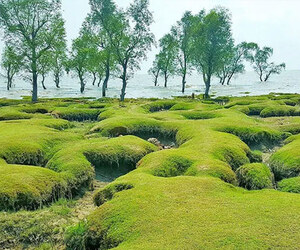 গুলিয়াখালী সৈকতে নিখোঁজ পর্যটকের মরদেহ উদ্ধার