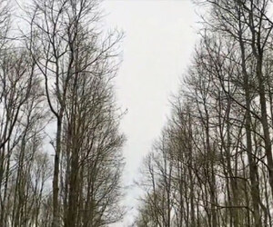 পর্যটকদের চাপে হুমকিতে শেরপুরের আগর বাগান