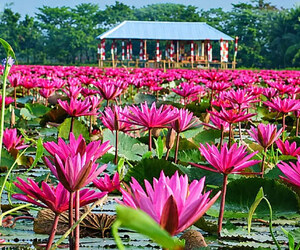 বর্ষার রঙিন গন্তব্য সাতলার লাল শাপলার বিল