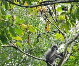 প্রকৃতির কাছাকাছি যেতে চাইলে ঘুরে আসুন রেমা-কালেঙ্গা