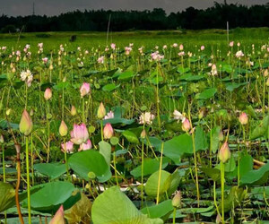 আখাউড়ার ১২০ একরের পদ্মবিলে নৌকায় ঘোরার হাতছানি